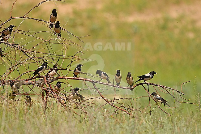 Rosy Starling (Pastor roseus) is a beautiful species and lives mainly in Central Asia. stock-image by Agami/Eduard Sangster,