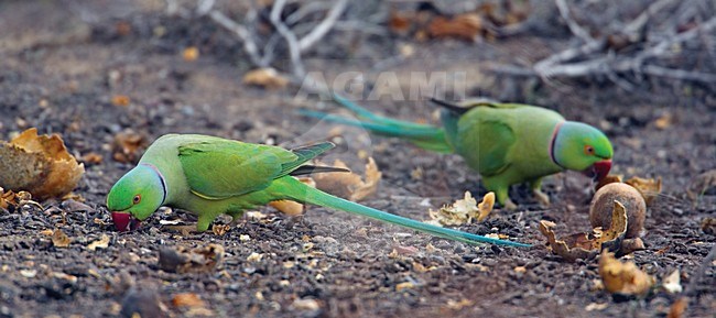 Halsbandparkieten foeragerend op de grond; Rose-ringed Parakeets foraging on the ground stock-image by Agami/Markus Varesvuo,