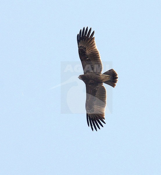 Indian Spotted Eagle (Clanga hastata) in flight, seen from below. stock-image by Agami/Laurens Steijn,