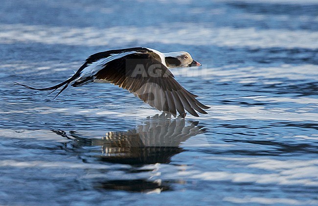 IJseenden in vlucht; Long-tailed Ducks in flight stock-image by Agami/Markus Varesvuo,