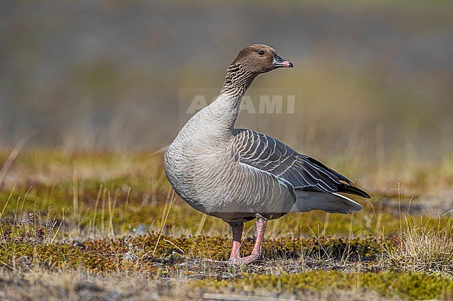 Adult Pink-footed Goose (Anser brachyrhynchus) during the breeding season on the tundra of Iceland. stock-image by Agami/Daniele Occhiato,