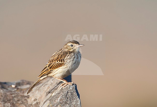 Berthelots Pieper, Berthelot's Pipit, Anthus berthelotii stock-image by Agami/Marc Guyt,
