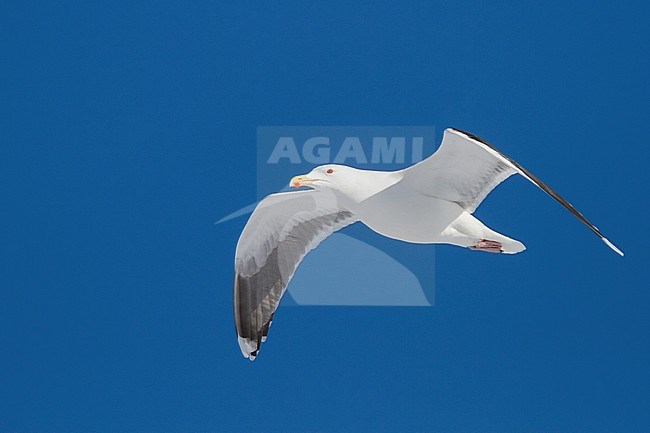 Herring Gull, Zilvermeeuw, Larus argentatus ssp. argentatus, Norway, adult stock-image by Agami/Ralph Martin,