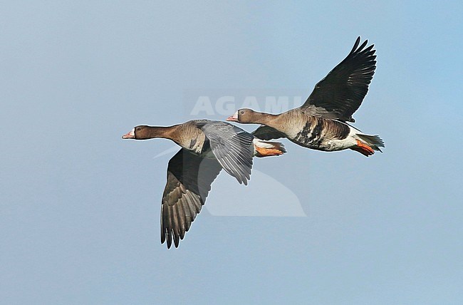 Greater White-fronted Goose (Anser Albifrons), adults in flight, seen from the side, showing upper and underwing. stock-image by Agami/Fred Visscher,