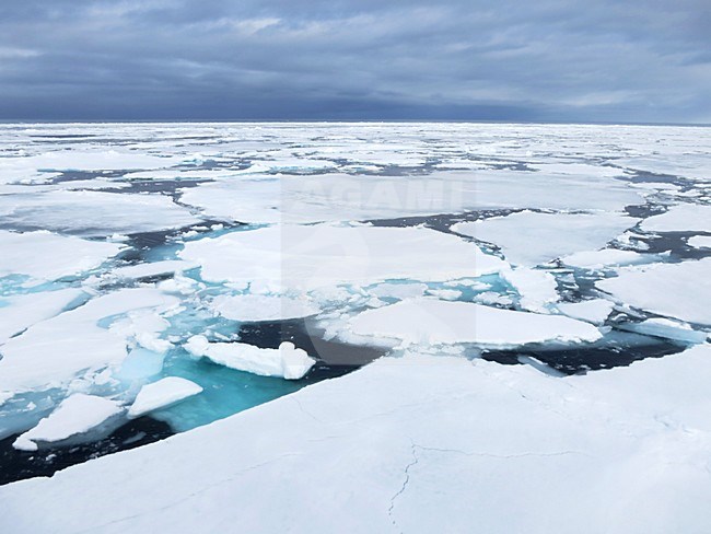 Pakijs, Spitsbergen; Pack ice, Svalbard stock-image by Agami/Marc Guyt,