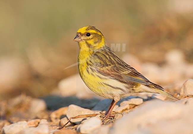 European Serin, Europese Kanarie, Serinus serinus, Croatia, male adult stock-image by Agami/Ralph Martin,