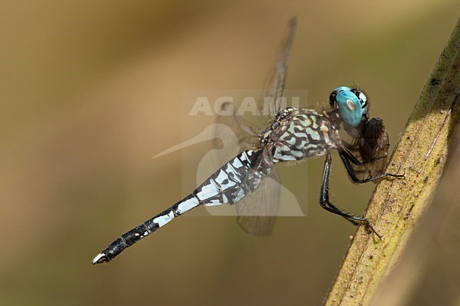 Mannetje Priemstaartje, Male Acisoma panorpoides stock-image by Agami/Wil Leurs,
