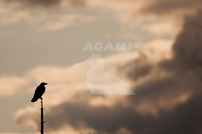 Raaf silhouet in dode boom; Common Raven in dead tree, silhouet stock-image by Agami/Menno van Duijn,