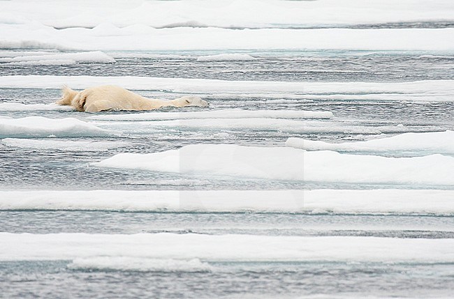 Polar bear (Ursus maritimus) swimming in a half frozen sea north of Svalbard. stock-image by Agami/Caroline Piek,