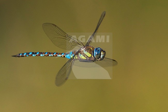 Vliegende Paardenbijter, Migrant Hawker in flight stock-image by Agami/Daniele Occhiato,