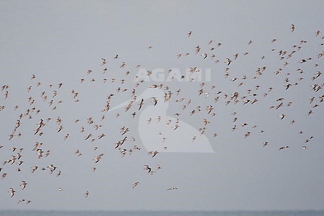 Bonte Strandloper groep vliegend; Dunlin flock flying stock-image by Agami/Marc Guyt,