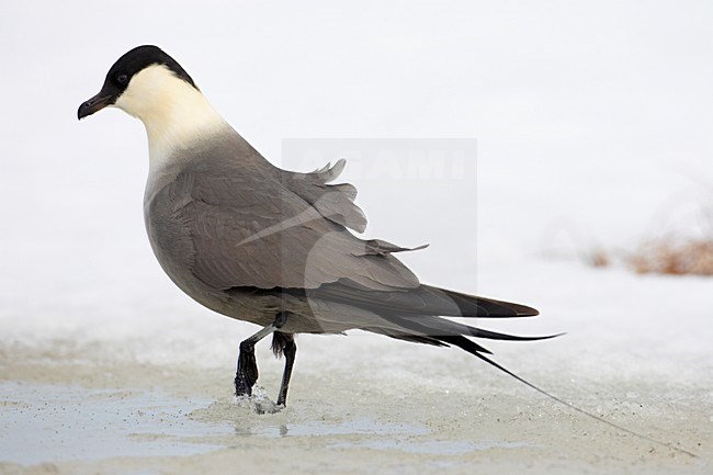 Kleinste Jager op het ijs; Long-tailed Skua standing on ice stock-image by Agami/Markus Varesvuo,