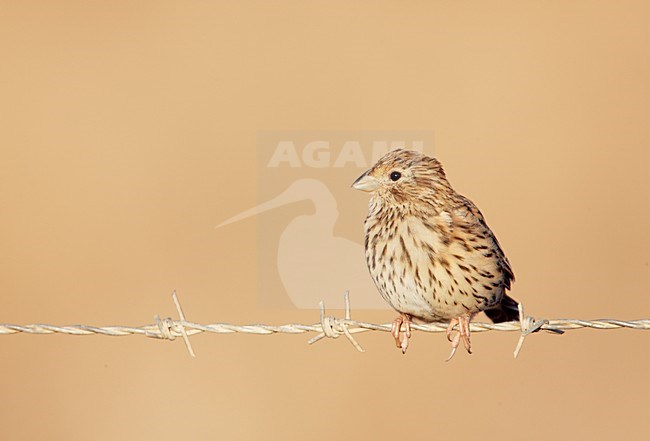 Grauwe Gors zittend op prikkeldraad; Corn Bunting perched on barbed wire stock-image by Agami/Markus Varesvuo,