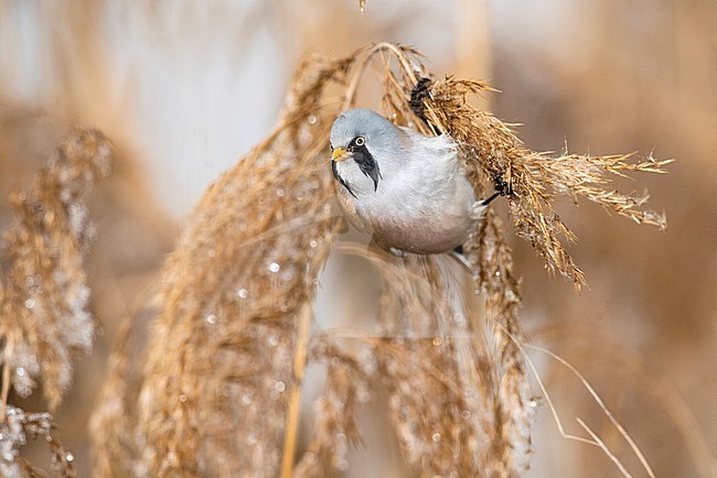 Baardman; Bearded Reedling; Panurus biarmicus stock-image by Agami/Alain Ghignone,