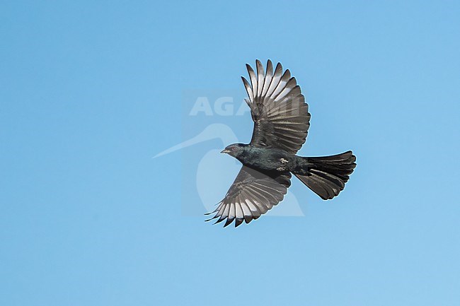 Adult male
San Diego Co., CA
January 2022 stock-image by Agami/Brian E Small,