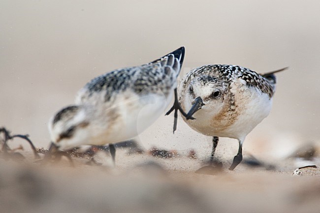 Drieteenstrandloper, Sanderling, Calidris alba stock-image by Agami/Menno van Duijn,