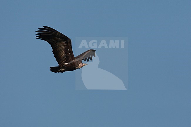 Kapgier in vlucht, Hooded Vulture in flight stock-image by Agami/Wil Leurs,