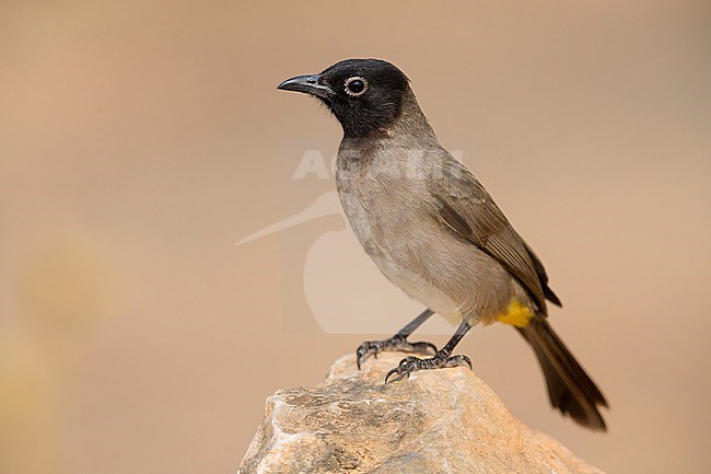 White-spectacled Bulbul, Standing on a rock, Ayn Hamran, Dhofar, Oman (Pycnonotus xanthopygos) stock-image by Agami/Saverio Gatto,