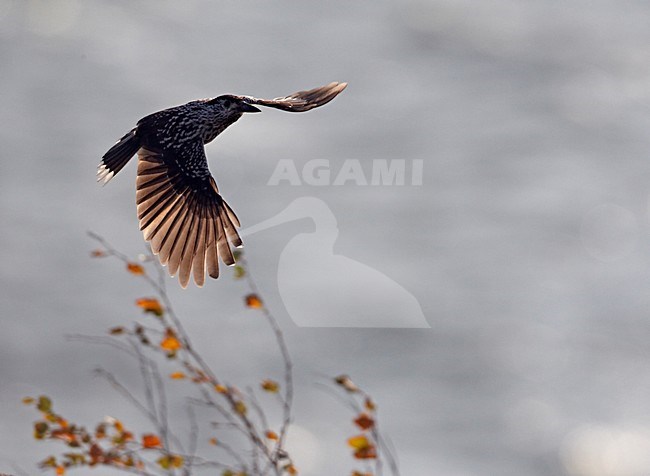 Notenkraker in de vlucht; Spotted Nutcracker in flight stock-image by Agami/Markus Varesvuo,