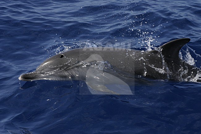 Atlantische Gevlekte Dolfijnen bij Madeira; Atlantic Spotted Dolphins off Madeira stock-image by Agami/Menno van Duijn,