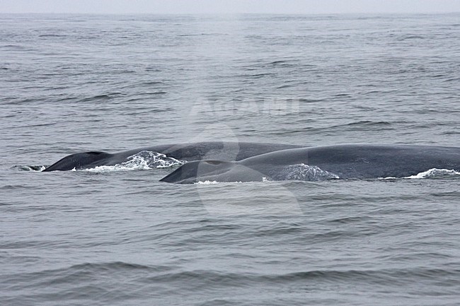 Ademende Blauwe Vinvissen; Breathing Blue Whales stock-image by Agami/Martijn Verdoes,