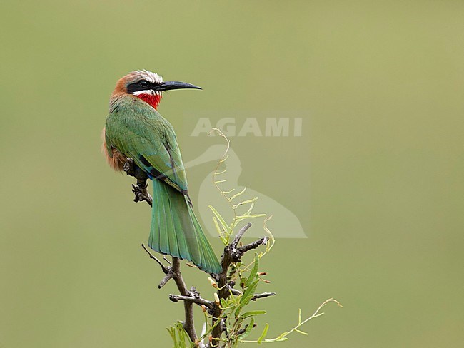 Witkapbijeneter, White-fronted Bee-eater stock-image by Agami/Walter Soestbergen,