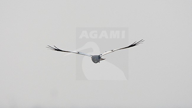 Adult mannetje Bonte Kiekendief in de vlucht; Adult male Pied Harrier in flight stock-image by Agami/Roy de Haas,