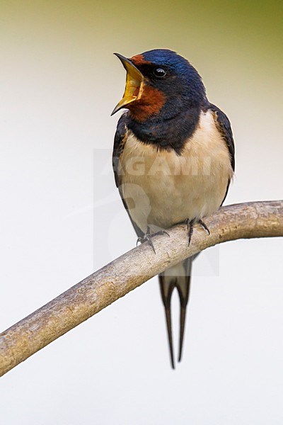 Boerenzwaluw zingend op tak, Barn Swallow singing on a branch stock-image by Agami/Daniele Occhiato,