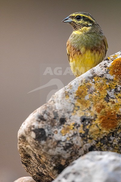 First-winter male Cirl Bunting (Emberiza cirlus) in Spain. Standing on a lichen covered rock. stock-image by Agami/Rafael Armada,