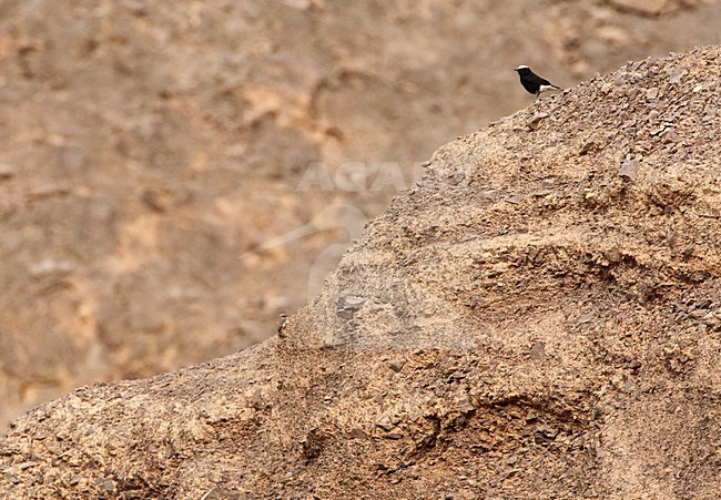 Witkruintapuit zittend; White-crowned Wheatear perched stock-image by Agami/Marc Guyt,