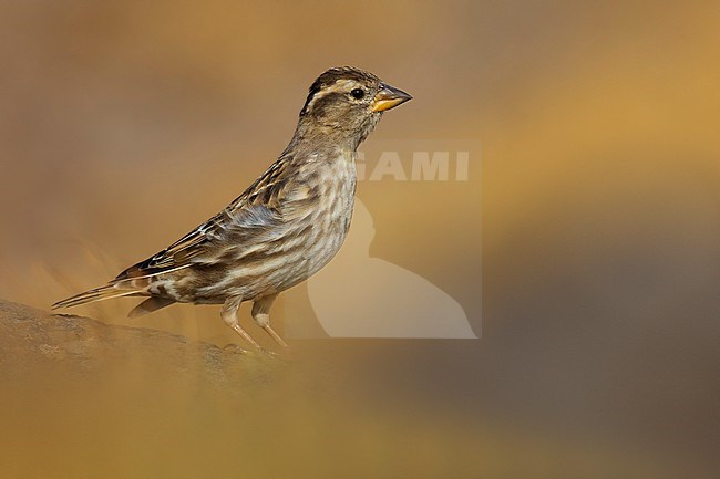 Rock Sparrow (Petronia petronia) on Madeira island, Portugal. stock-image by Agami/Daniele Occhiato,