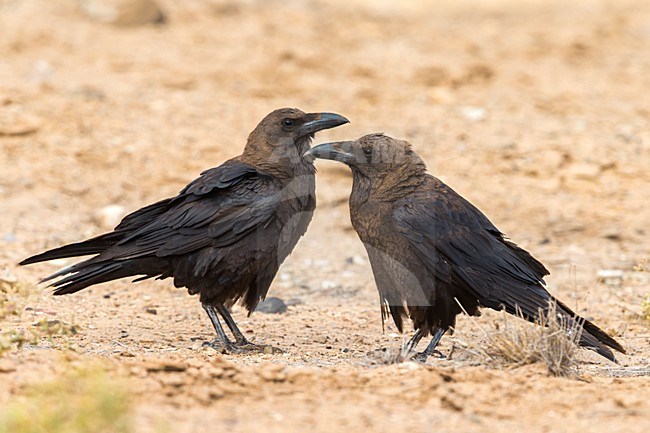 Bruinnekraaf, Brown-necked Raven stock-image by Agami/Daniele Occhiato,