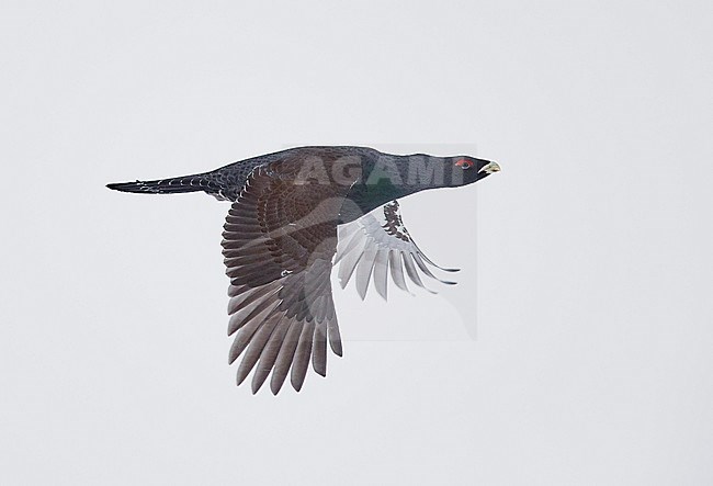 Capercaillie male (Tetrao Urogallus) Salla Finland February 2018 stock-image by Agami/Markus Varesvuo,