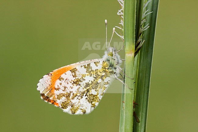 Oranjetipje, Orange Tip stock-image by Agami/Theo Douma,