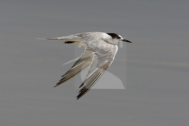 Arabische Stern; White-cheeked Tern; Sterna repressa stock-image by Agami/Daniele Occhiato,