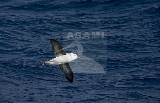 immature Black-browed Albatross flying above open ocean; onvolwassen Wenkbrauwalbatros vliegend boven de oceaan stock-image by Agami/Marc Guyt,