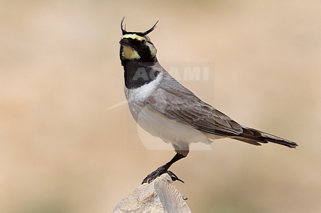 Strandleeuwerik zittend op een steen; Horned Lark perched on a stone stock-image by Agami/Daniele Occhiato,