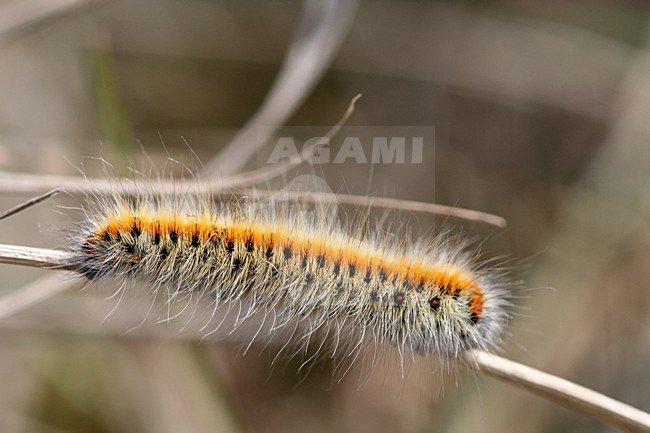 Rups van Kleine Hageheld; Grass Eggar caterpillar stock-image by Agami/Bas Haasnoot,
