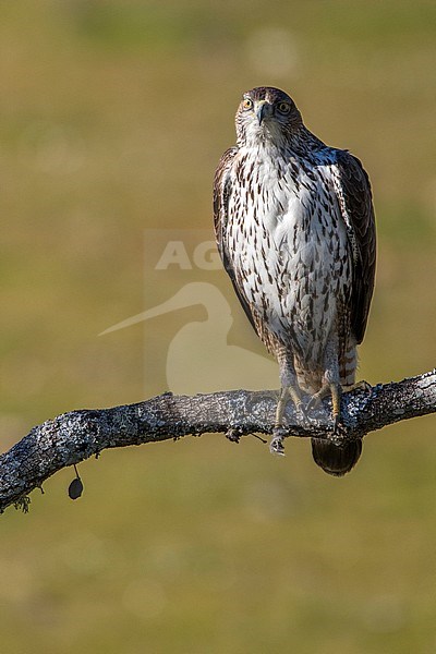 Bonelli's eagle (Aquila fasciata) in Cordoba, Spain. Perched on a large branch against a yellow-green colored background. Looking straight into the camera. stock-image by Agami/Oscar Díez,