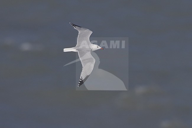 Audouins Gull flying; Audouins Meeuw vliegend stock-image by Agami/Daniele Occhiato,
