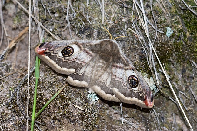 Nachtpauwoog; Emperor Moth stock-image by Agami/Arnold Meijer,