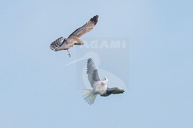 Adult males
Galveston Co., TX
May 2023 stock-image by Agami/Brian E Small,