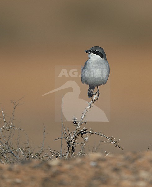 Great Grey Shrike (Lanius excubitor koenigi) perched adult at Fuerteventura, Canary Islands, Spain stock-image by Agami/Helge Sorensen,