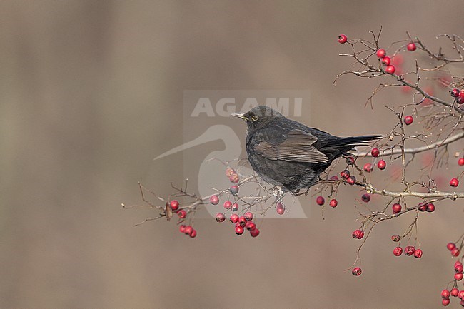 First-winter male Common Blackbird (Turdus merula) eating berries at Rudersdal, Denmark stock-image by Agami/Helge Sorensen,