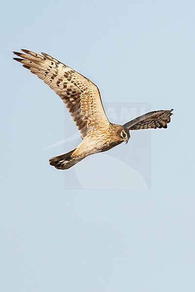 Female Pallid Harrier (Circus macrourus) hunting over Yotvata fields, Israel stock-image by Agami/Marc Guyt,