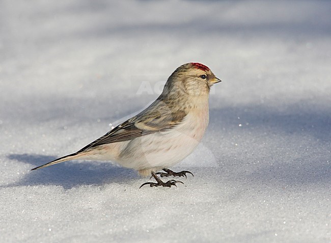 Arctic Redpoll perched in the snow; Witstuitbarmsijs zittend op sneeuw stock-image by Agami/Markus Varesvuo,