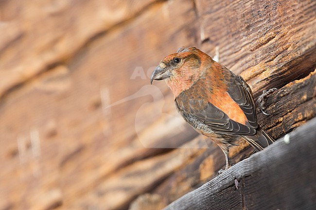 Common Crossbill - Fichtenkreuzschnabel - Loxia curvirostra ssp. curvirostra, Germany, adult male, Type B 'Bohemian Crossbill' stock-image by Agami/Ralph Martin,