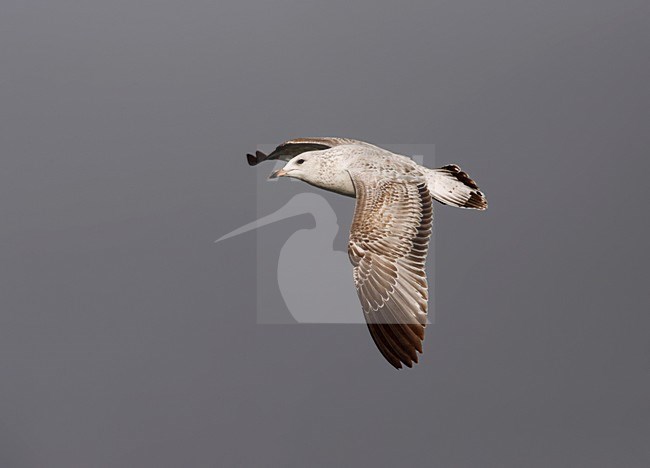 Ringsnavelmeeuw, Ring-billed Gull, Larus delawarensis stock-image by Agami/Mike Danzenbaker,