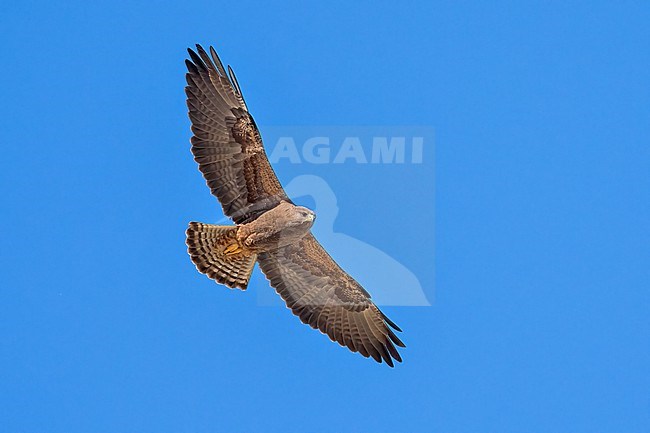 Adult (dark morph)
San Diego Co., CA
April 2023 stock-image by Agami/Brian E Small,