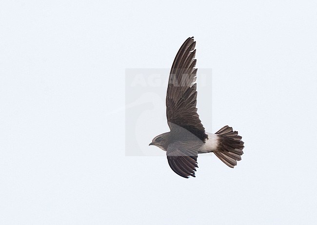 Little Swift (Apus affinis) at one of the few breeding area's in Europe. stock-image by Agami/Marc Guyt,
